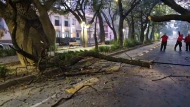 Photo of Cayó un árbol sobre boulevard Chacabuco en Nueva Córdoba