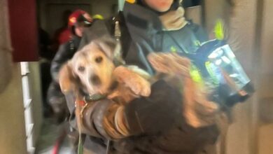 Photo of Susto por un incendio frente a Plaza Colón: Bomberos rescataron a un perro
