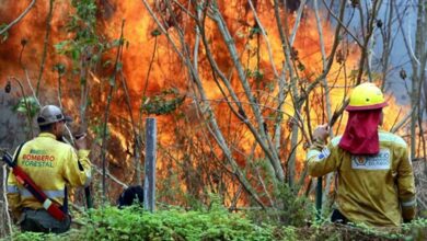 Photo of Incendios forestales en Bolivia: el gobierno declaró la emergencia nacional