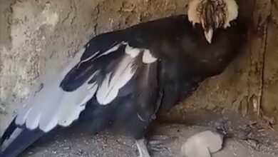 Photo of Un nuevo cóndor andino nació en Córdoba: Yuspe se prepara para desplegar sus alas
