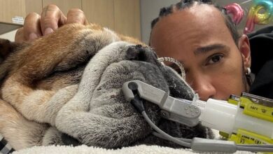 Photo of El pedido de Lewis Hamilton a sus seguidores por la salud de su perro Roscoe