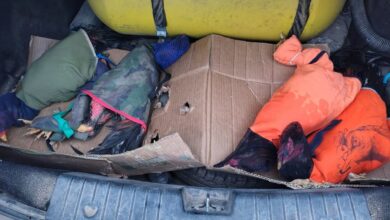 Photo of Demorados por trasladar gallos de riña ocultos en un auto en el norte de Córdoba