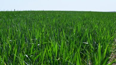 Photo of Córdoba proyecta la mayor producción de trigo y un rendimiento récord de garbanzo