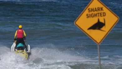 Photo of Un surfista profesional perdió la vida en un ataque de tiburón en Sídney