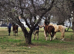 Photo of RETUVIERON NUEVE EQUINOS EN OPERATIVO DE CONTROL EN LAS VARILLAS