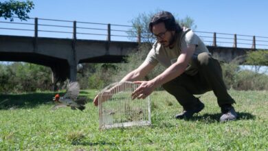 Photo of Liberan a 26 aves que estaban alojadas en el Parque de la Biodiversidad