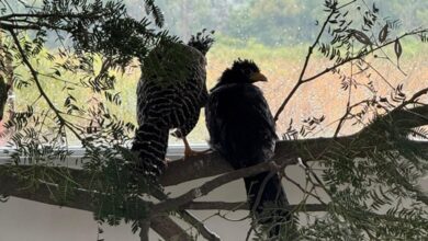 Photo of Cinco muitús criados en Córdoba fueron liberados en el Gran Parque Iberá
