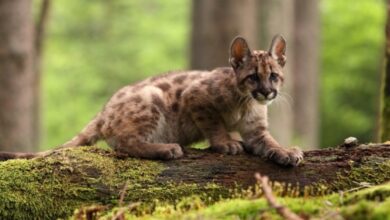Photo of Córdoba: condenaron a un joven que mató un cachorro de puma y filmó la agresión