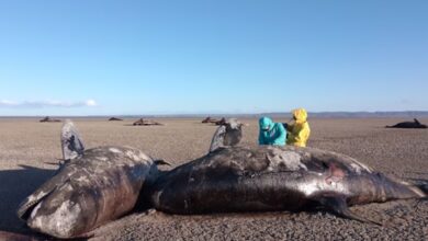 Photo of Hallan una veintena de orcas muertas en Tierra del Fuego e investigan la causa