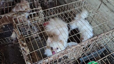 Photo of Rescatan en Córdoba a 87 perros en evidentes condiciones de maltrato animal