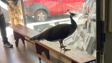 Photo of Sorpresa en Córdoba: un pavo real fue capturado en las calles del centro