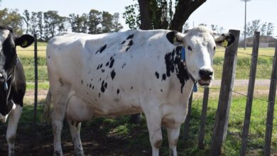 Photo of La Vaca, ¿culpable o inocente en la emisión de metano?