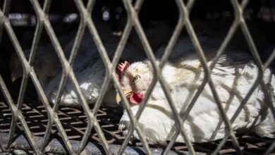 Photo of Estados Unidos registra la primera muerte de una persona infectada con la cepa H5N5 de gripe aviar