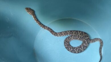 Photo of Interior de Córdoba: una vecina encontró una serpiente yarará en la cama