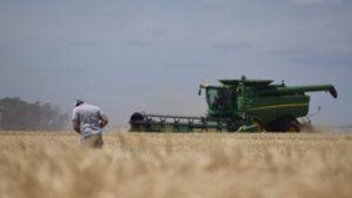Photo of Ensayos del INTA anticipan rindes históricos para el cereal en la zona central