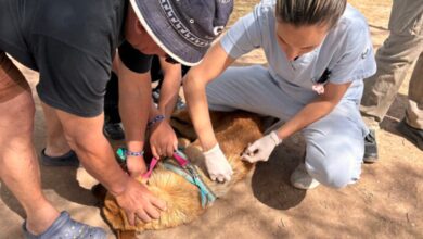 Photo of En diciembre continúa la vacunación antirrábica gratuita para perros y gatos