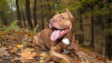 Photo of Otro ataque de un pitbull: un bebé de un año está grave
