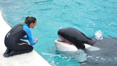 Photo of Murió Kshamenk, la orca de Mundo Marino que había sido rescatada en 1992