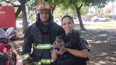 Photo of Córdoba: un gato cayó en una boca de tormenta y lograron rescatarlo