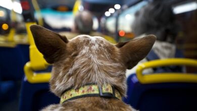 Photo of Se podrá viajar con mascotas en colectivos y trenes: las claves de la nueva normativa