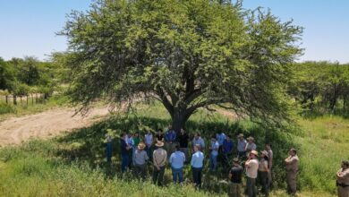 Photo of «Especie única en el mundo»: Córdoba, La Pampa y San Luis firmaron un convenio para proteger el Caldén