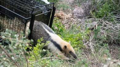 Photo of Un oso melero fue liberado en Córdoba junto a otros 34 ejemplares de fauna silvestre