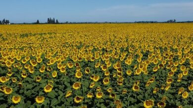 Photo of El girasol gana terreno con innovación genética y alianzas estratégicas