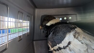 Photo of Rescate en Córdoba: salvaron a un cóndor andino que no podía volar