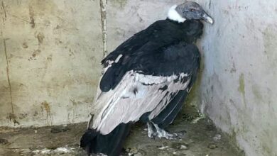 Photo of La Provincia rescató un cóndor andino en Achiras