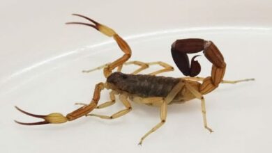 Photo of Recomendaciones sobre cómo prevenir picaduras de alacrán o araña y mordeduras de serpiente