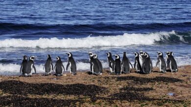 Photo of Nuevo streaming del CONICET: temporada reproductiva del pingüino de Magallanes en Chubut