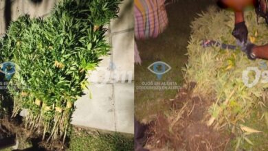 Photo of Secuestran 28 plantas de marihuana del patio de una reconocida peluquería en barrio Cerro de las Rosas