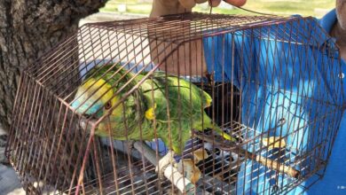 Photo of Final feliz: apareció “Pipo”, el loro que había sido robado en Córdoba