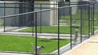 Photo of Guarderías para mascotas: precauciones a tomar en un rubro sin legislación