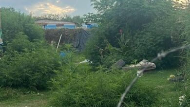 Photo of Córdoba: fue detenida con más de 120 plantas de marihuana
