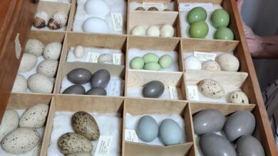 Photo of Córdoba: Fundación “Mil aves” adquiere una “colección de huevos” y lanza campaña