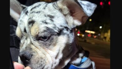 Photo of Córdoba: un hombre terminó detenido tras agredir a un cachorrito bulldog