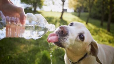 Photo of Ola de calor en Córdoba: guía para prevenir los efectos negativos en las mascotas