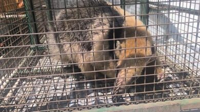 Photo of Sorpresa en Córdoba: encontraron un oso hormiguero en el patio de una casa
