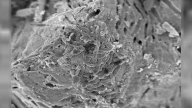 Photo of Científicas de la UNC descubren cómo reparar microfisuras en el hormigón
