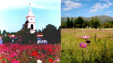 Photo of Villa Giardino celebra la Fiesta de la Flor del Cosmos con actividades y entrega gratuita de flores