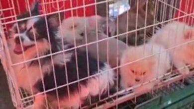 Photo of Rescate de perros en criadero clandestino: los animales fueron puestos en guarda
