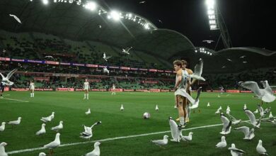Photo of Insólito y real: las gaviotas invadieron el campo en medio de un partido de fútbol