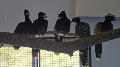 Photo of El Parque de la Biodiversidad trasladó a cinco muitúes a la reserva de Corrientes