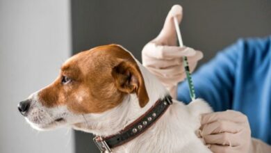 Photo of Arranca la campaña de vacunación antirrábica para perros y gatos en Córdoba