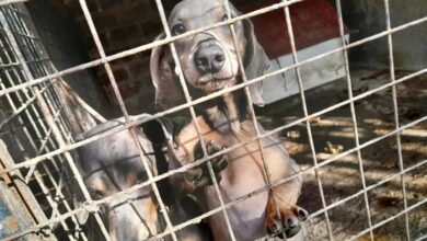 Photo of Córdoba: desbarataron un criadero en Villa Unión y rescataron a 32 perros