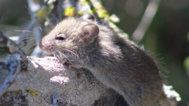 Photo of Reportan 102 casos de hantavirus en Argentina: qué es, cuáles son los síntomas y cómo se transmite