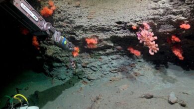 Photo of Habrá un nuevo stream del CONICET que explorará las profundidades del Mar Argentino