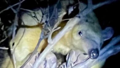 Photo of Córdoba: rescataron a un oso melero y lo trasladaron a una reserva natural